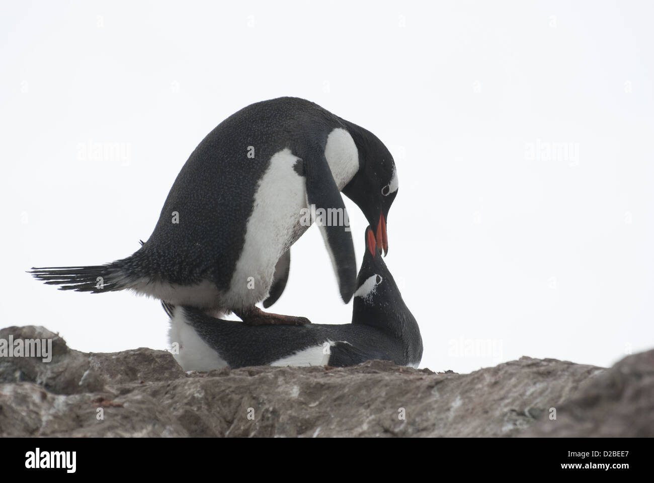 Gentoo penguins are mating Stock Photo - Alamy