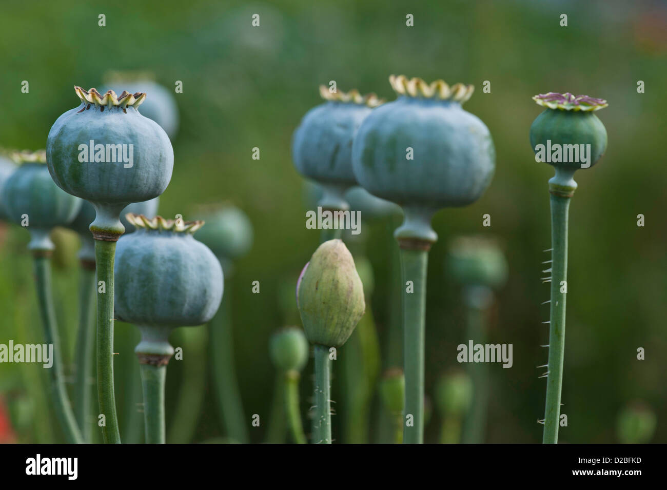 Poppy seed heads close up hires stock photography and images Alamy