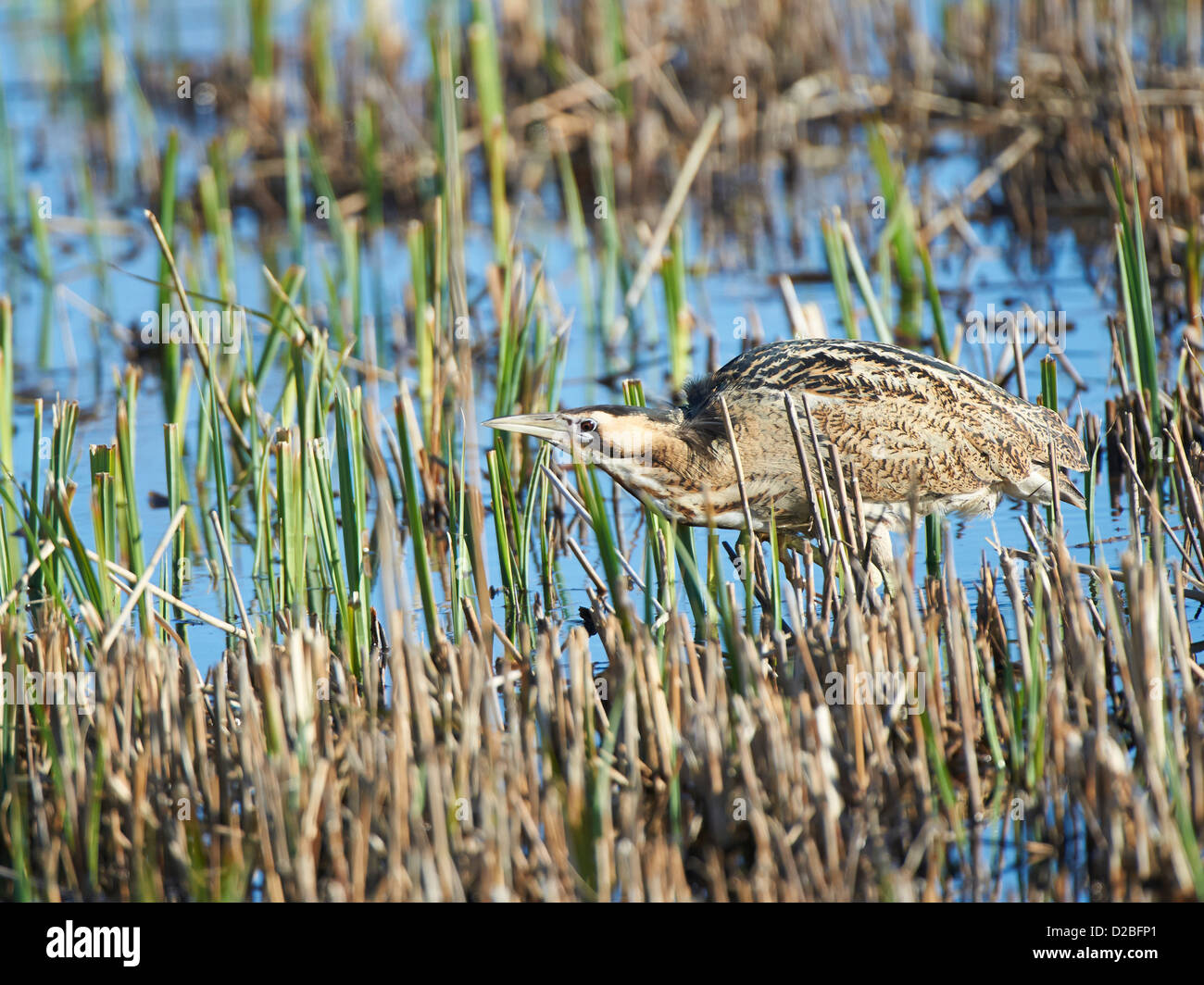 Bittern feeding in reedbed Stock Photo - Alamy