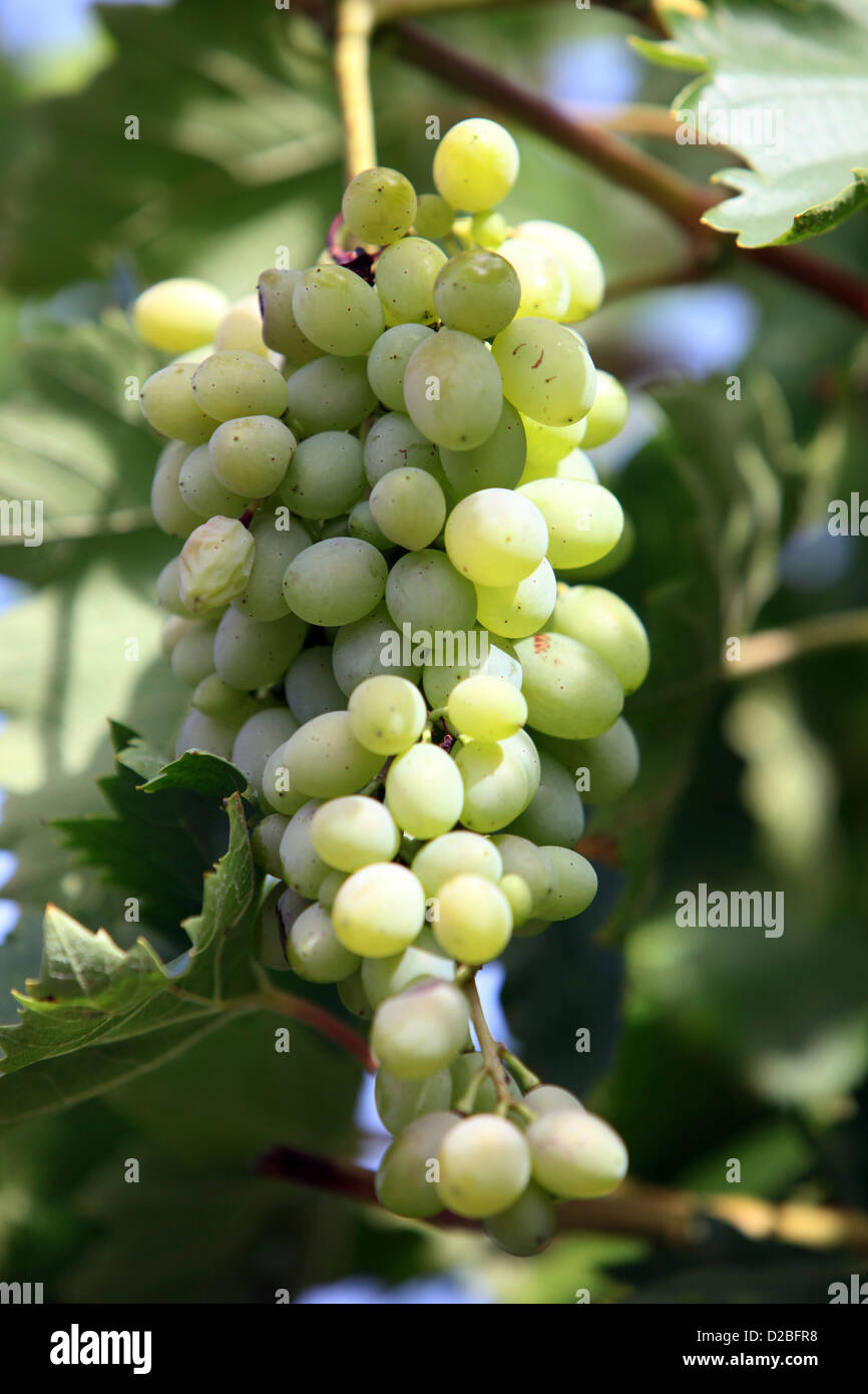 Berlin, Germany, grapes on a vine Stock Photo