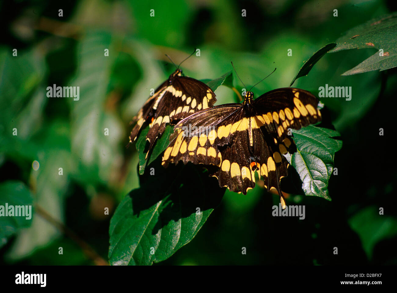 Giant Yellow And Black Swallowtail Butterfly Stock Photo
