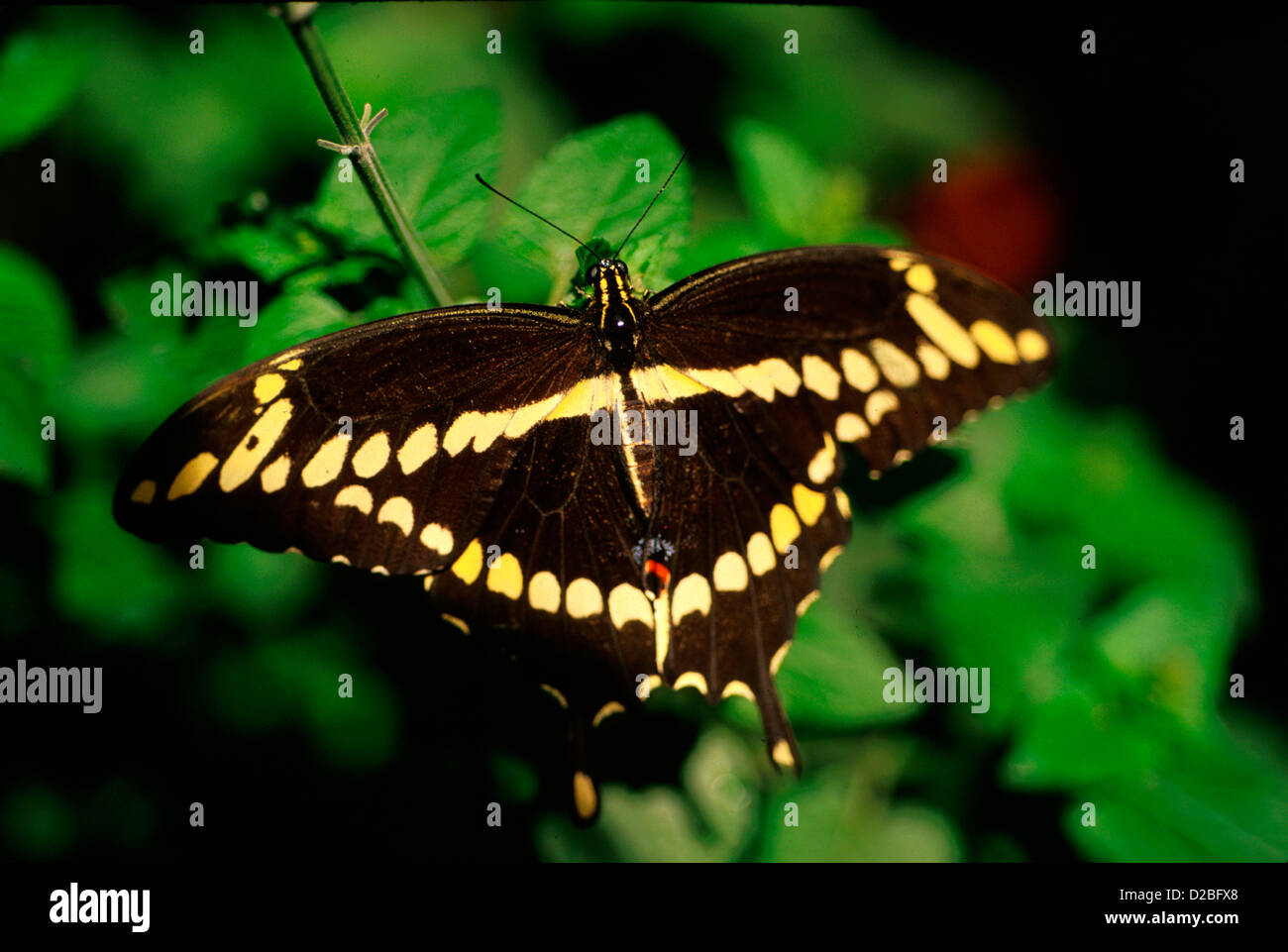Giant Swallowtail Butterfly On Some Leaves Stock Photo