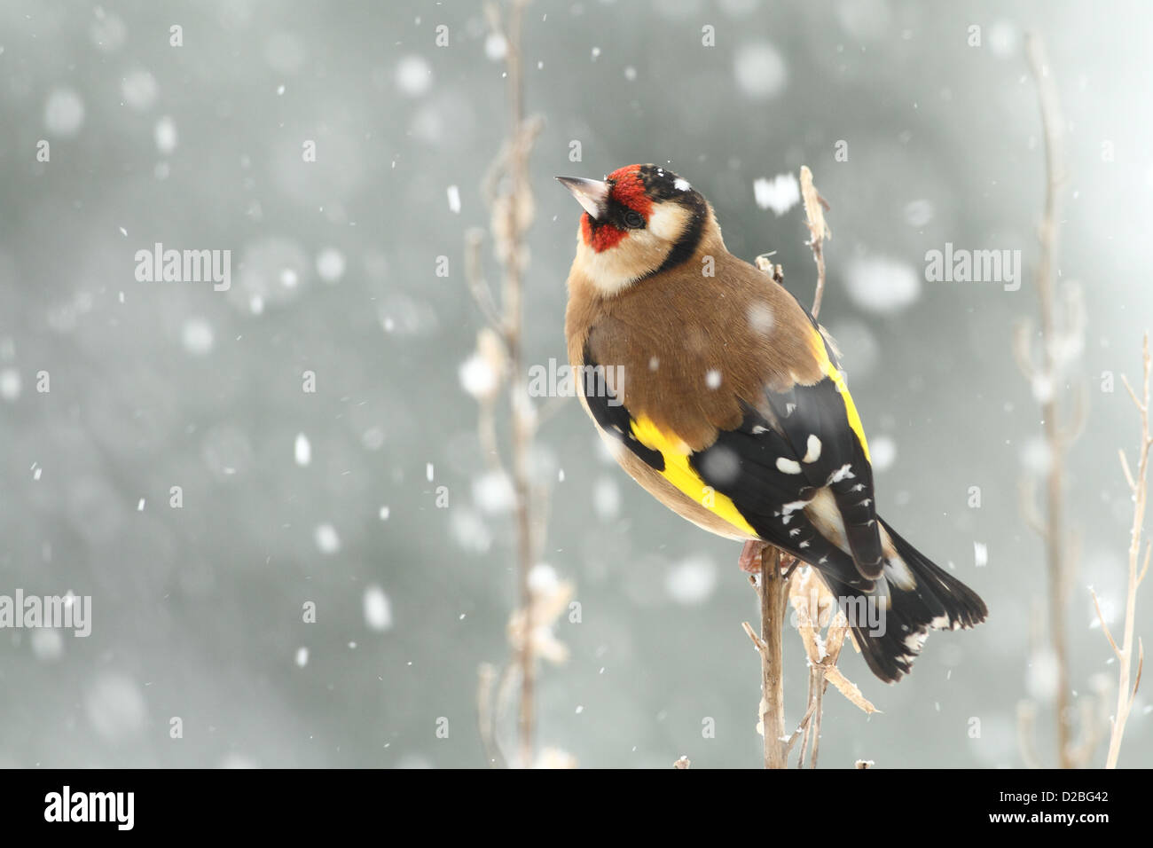 Goldfinch in snow Stock Photo