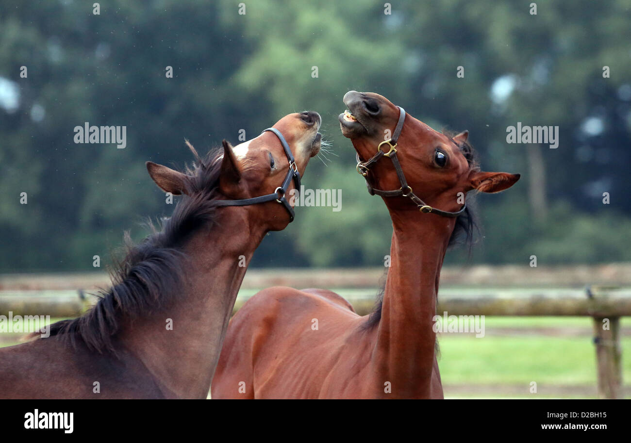 Ascheberg, Germany, foals grab succession Stock Photo