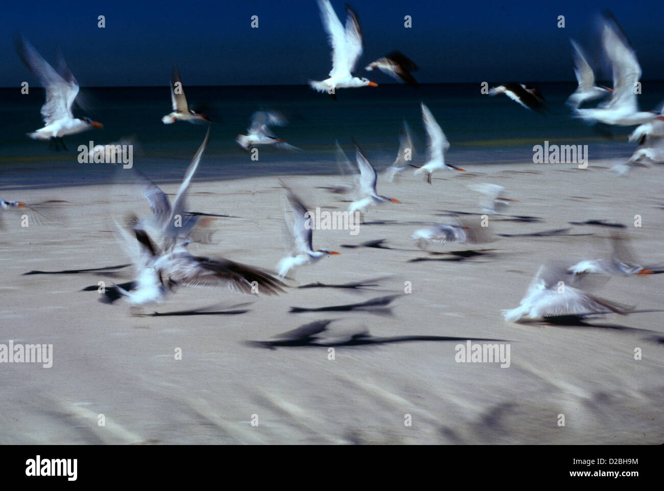 Blurred Motion Of Royal Terns On The Beach Stock Photo
