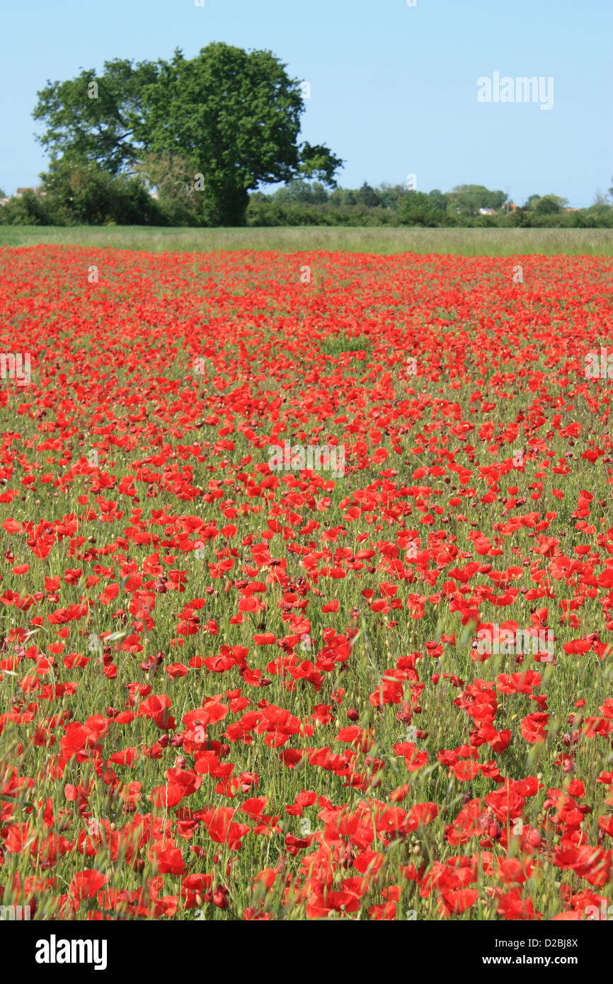 Field of May poppies in the Dry Marsh area of the Marais Poitevin in the Poitou-Charentes region of western France Stock Photo