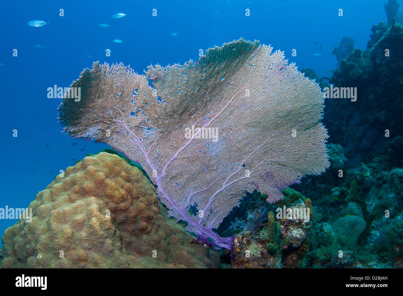 Beautiful fan coral on a reef in the Bahamas Stock Photo Alamy