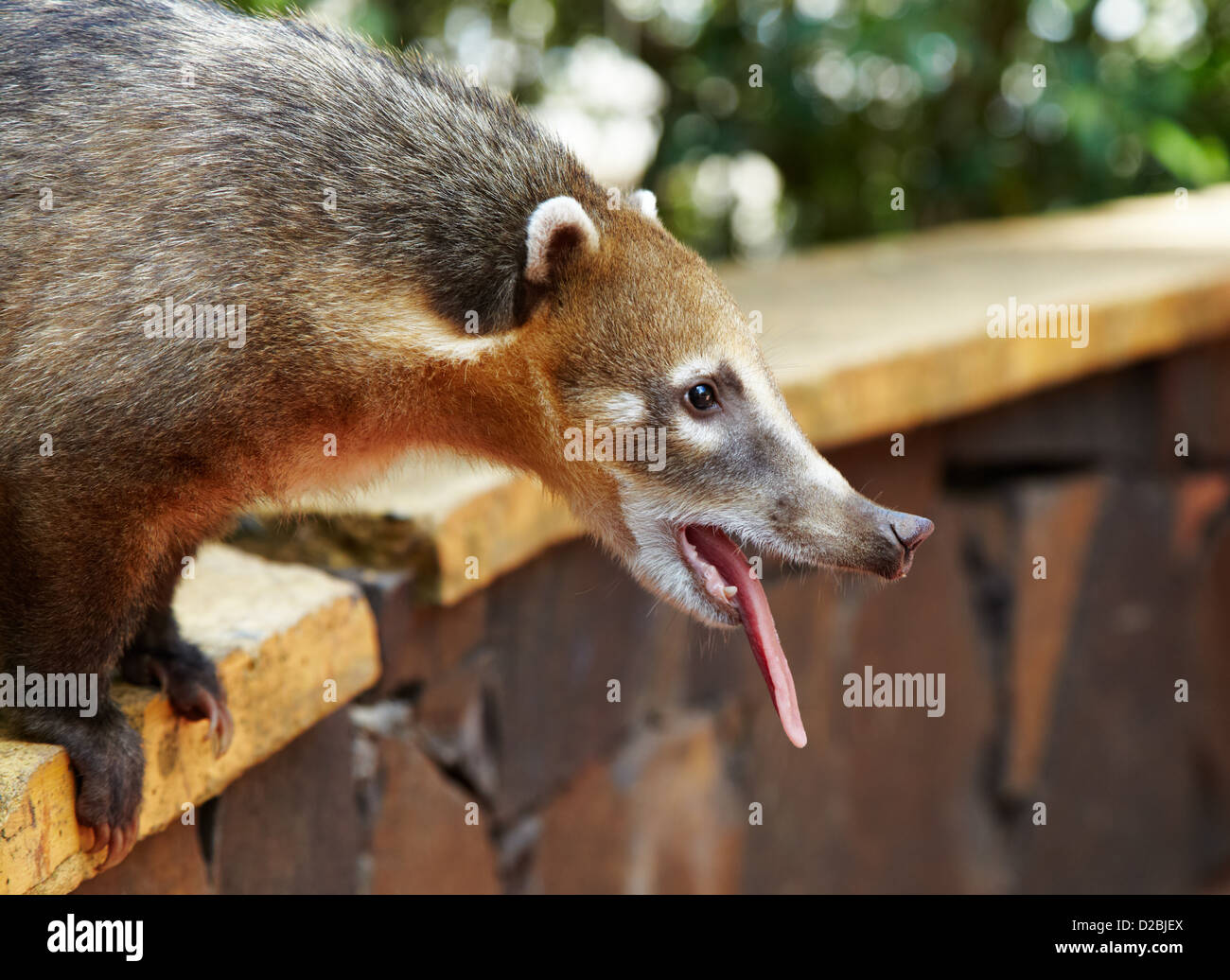 Coati at Iguazu Falls comes to people and begs for food Stock Photo