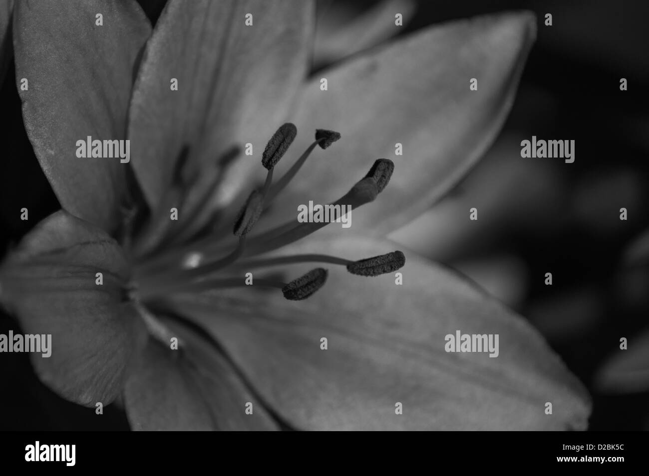 Lily flower Black and White Stock Photos & Images - Alamy