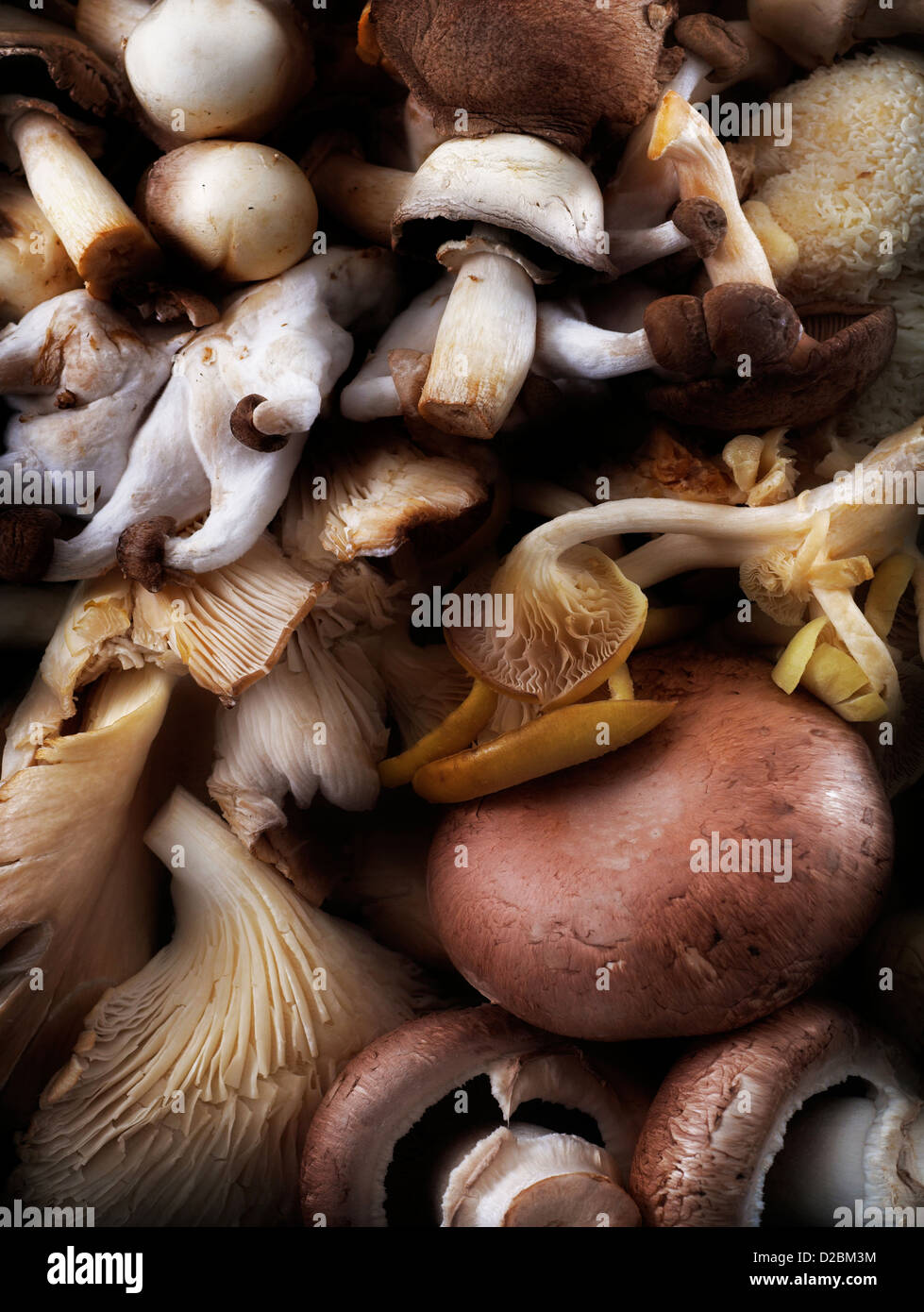 A selection of edible mushrooms Stock Photo - Alamy