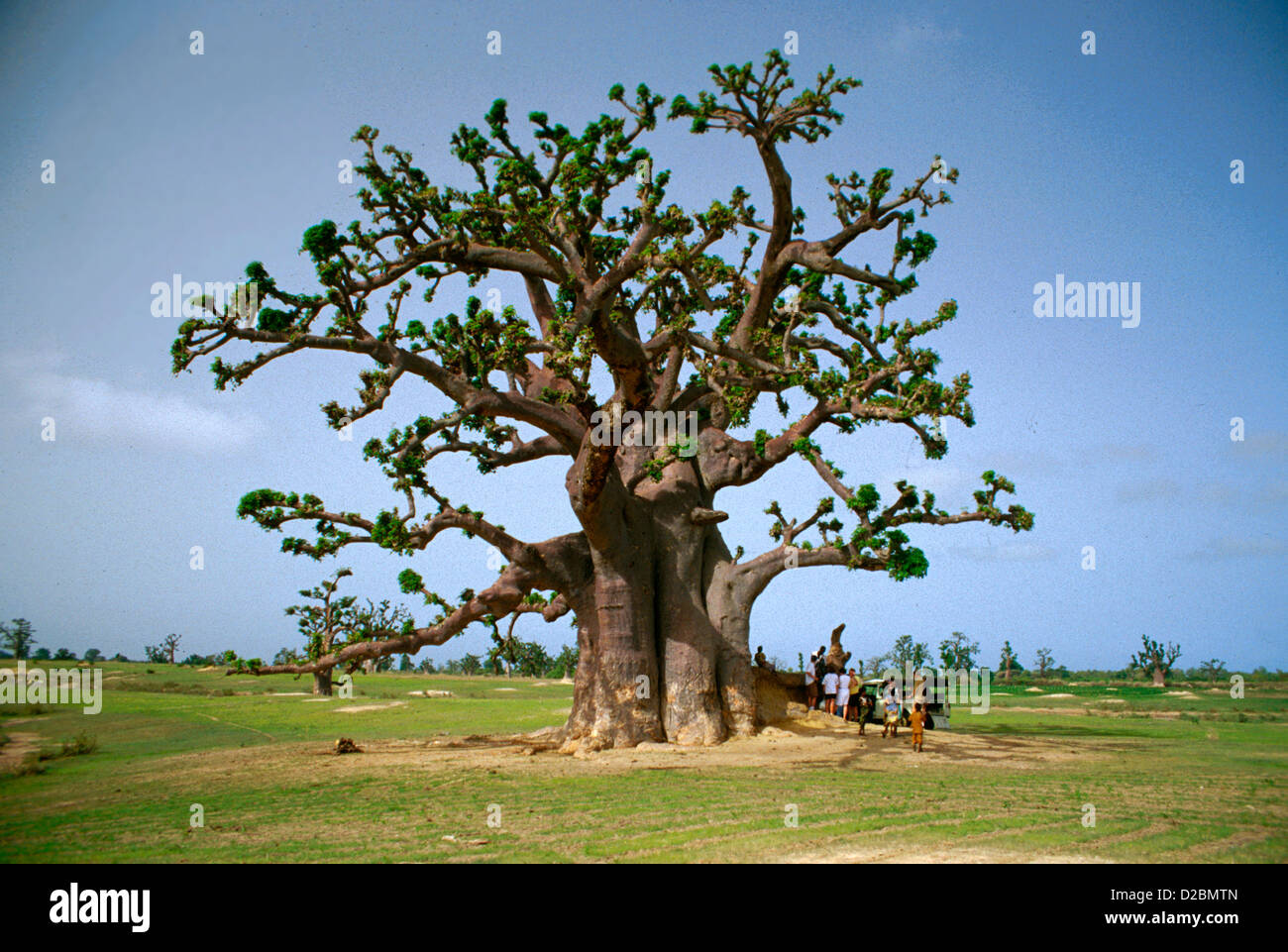 Senegal, M’Bour Region. Baobab Tree In Field, People Underneath Stock Photo
