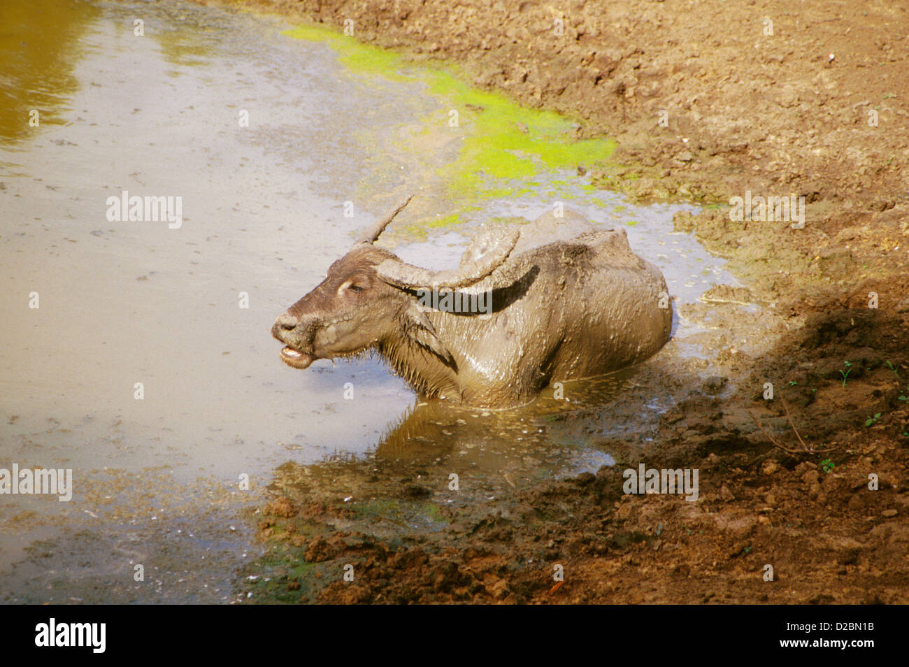 Senegal mbour region bandia nature reserve water hires stock