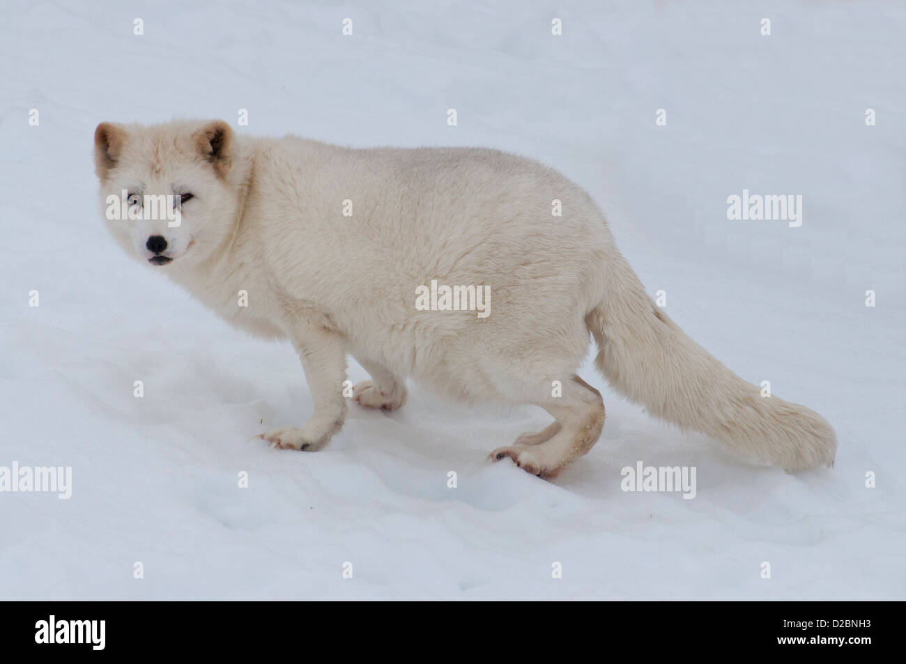 Arctic fox in hi-res stock photography and images - Alamy