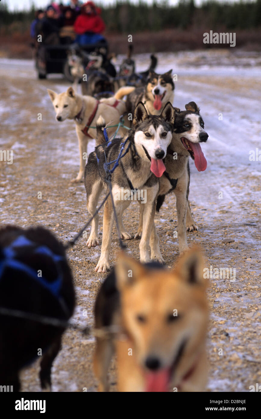 Famous Dog Sledding Team Tundra Near Churchill Northern Studies Centre