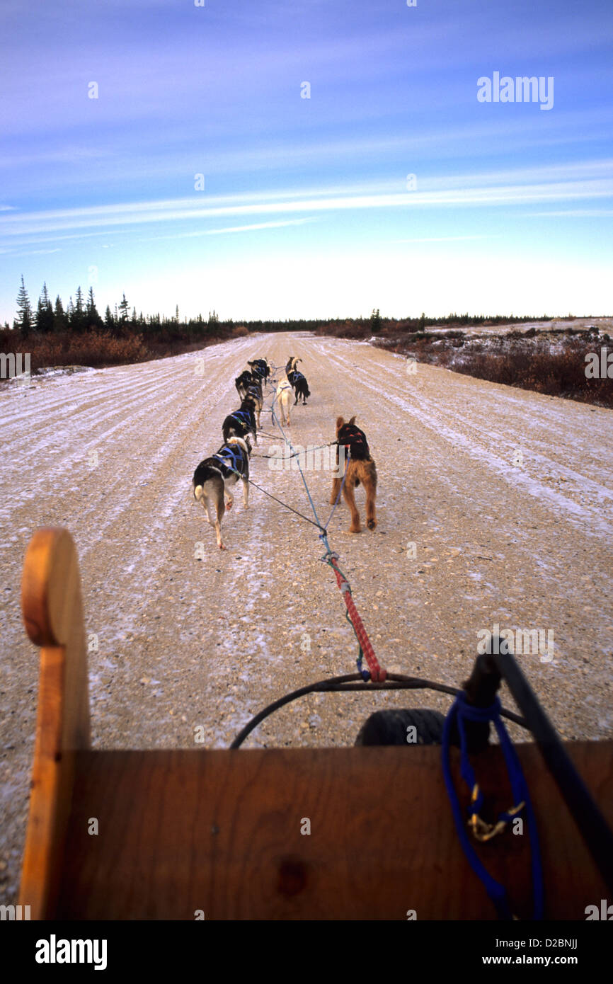 Dogsledding churchill canada hires stock photography and images Alamy
