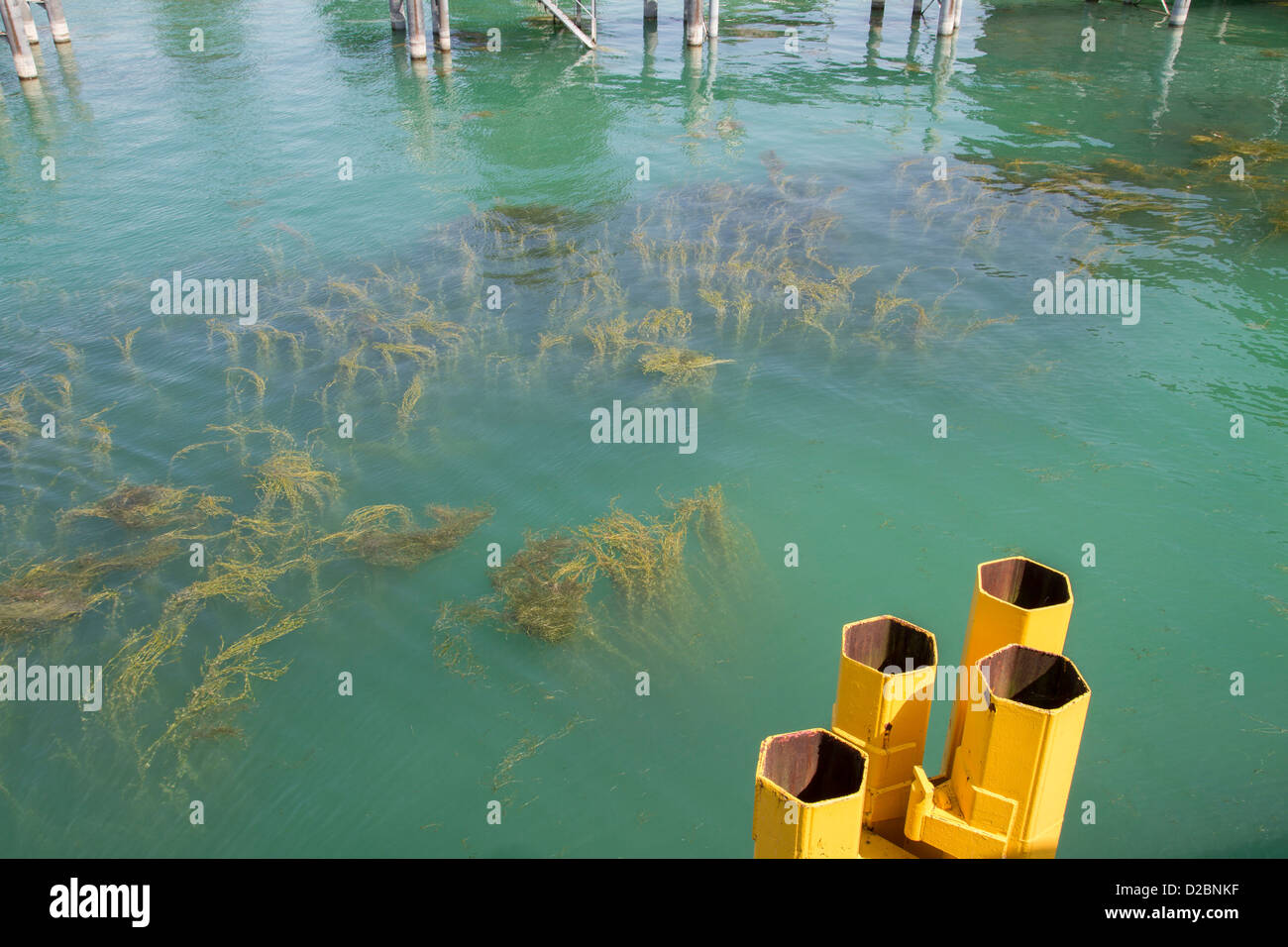 Freshwater Seaweed Stock Photo - Alamy