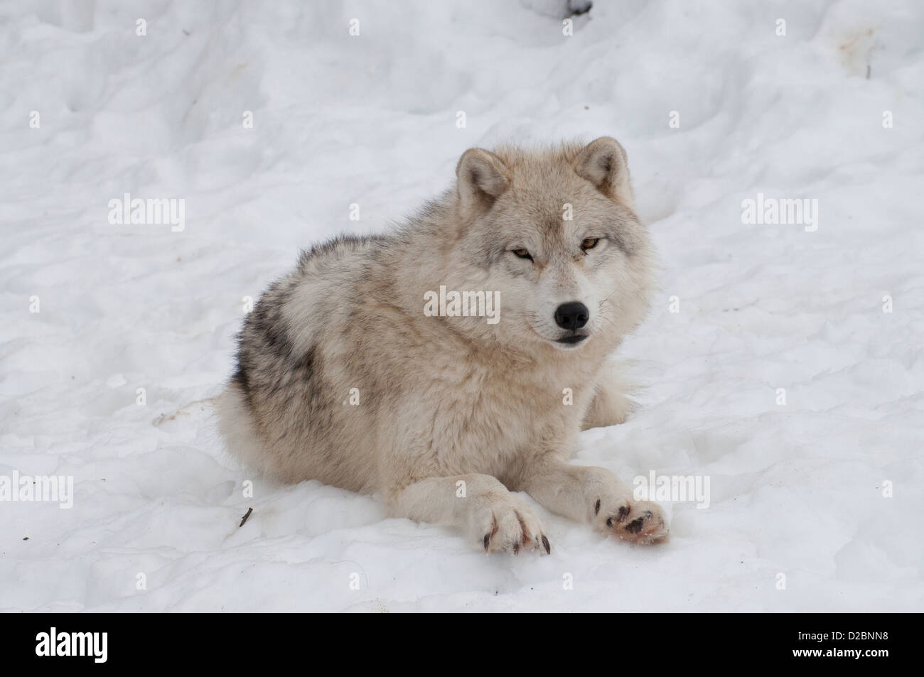 An Arctic Wolf Stock Photo - Alamy