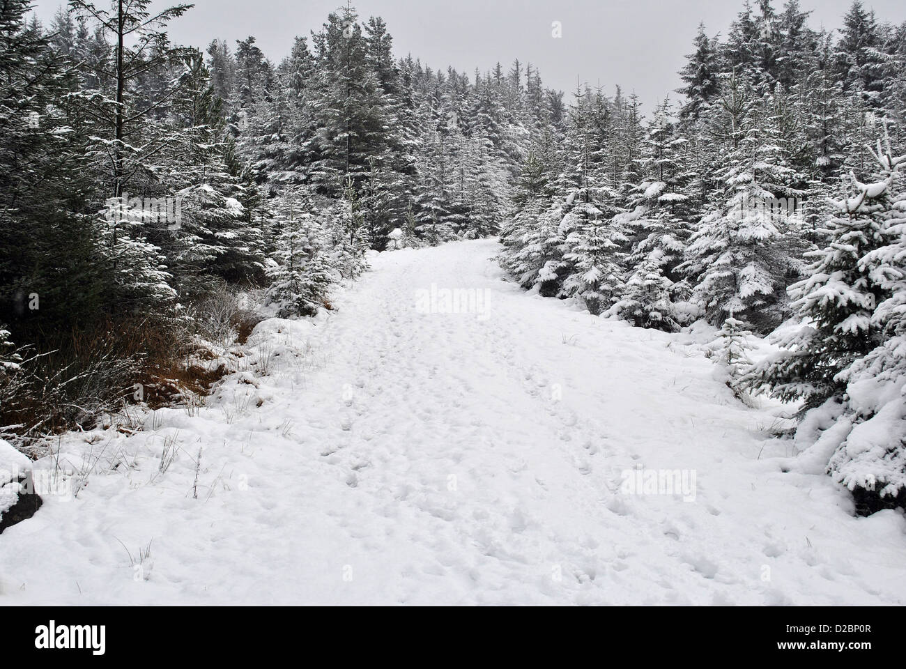 snow on a forestry walkway in wicklow ireland Stock Photo