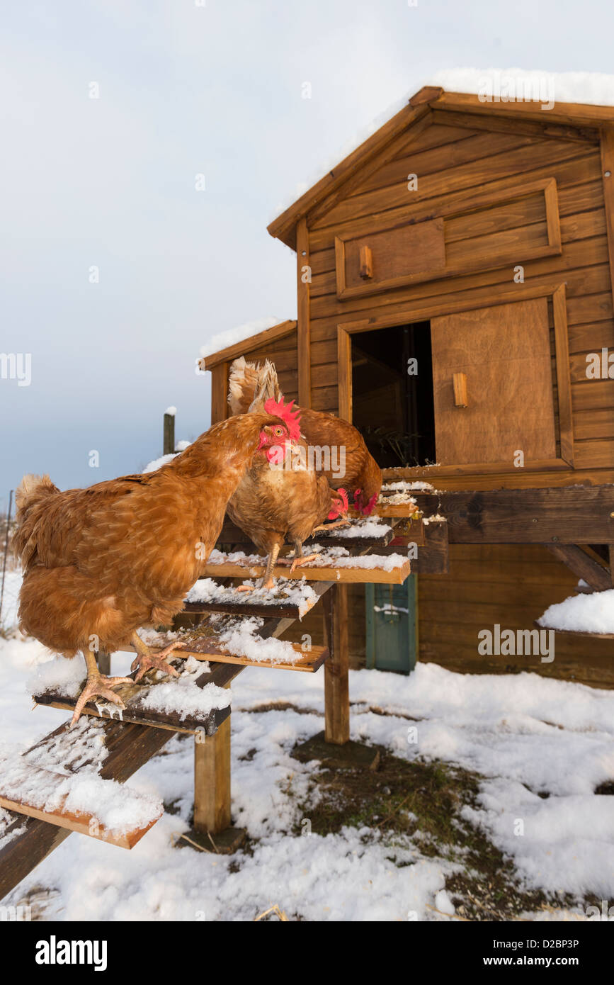 Domestic hybrid chickens outside snow covered coop on allotment, England, January Stock Photo