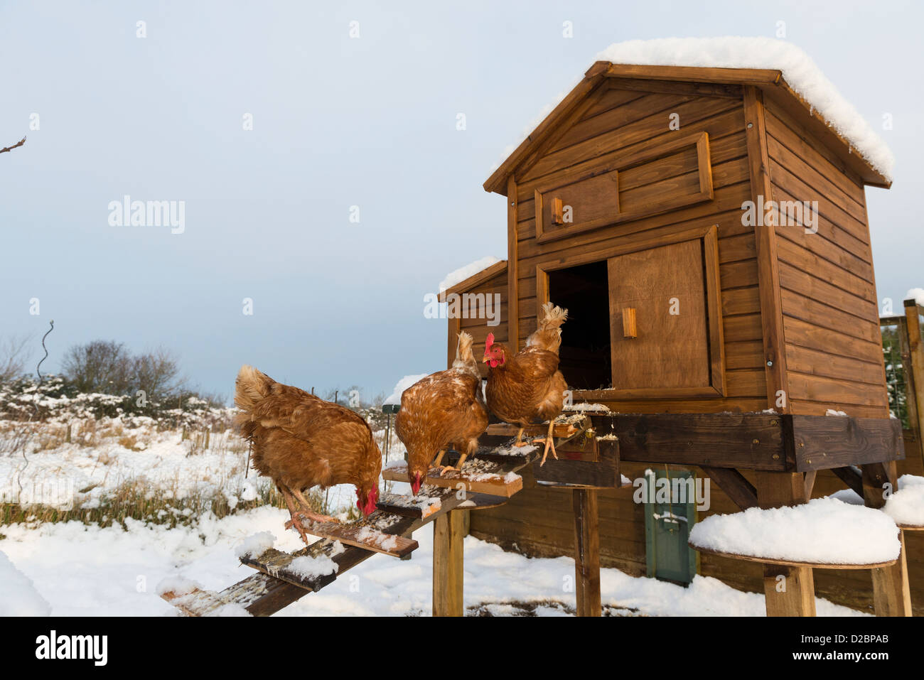 Domestic hybrid chickens outside snow covered coop on allotment