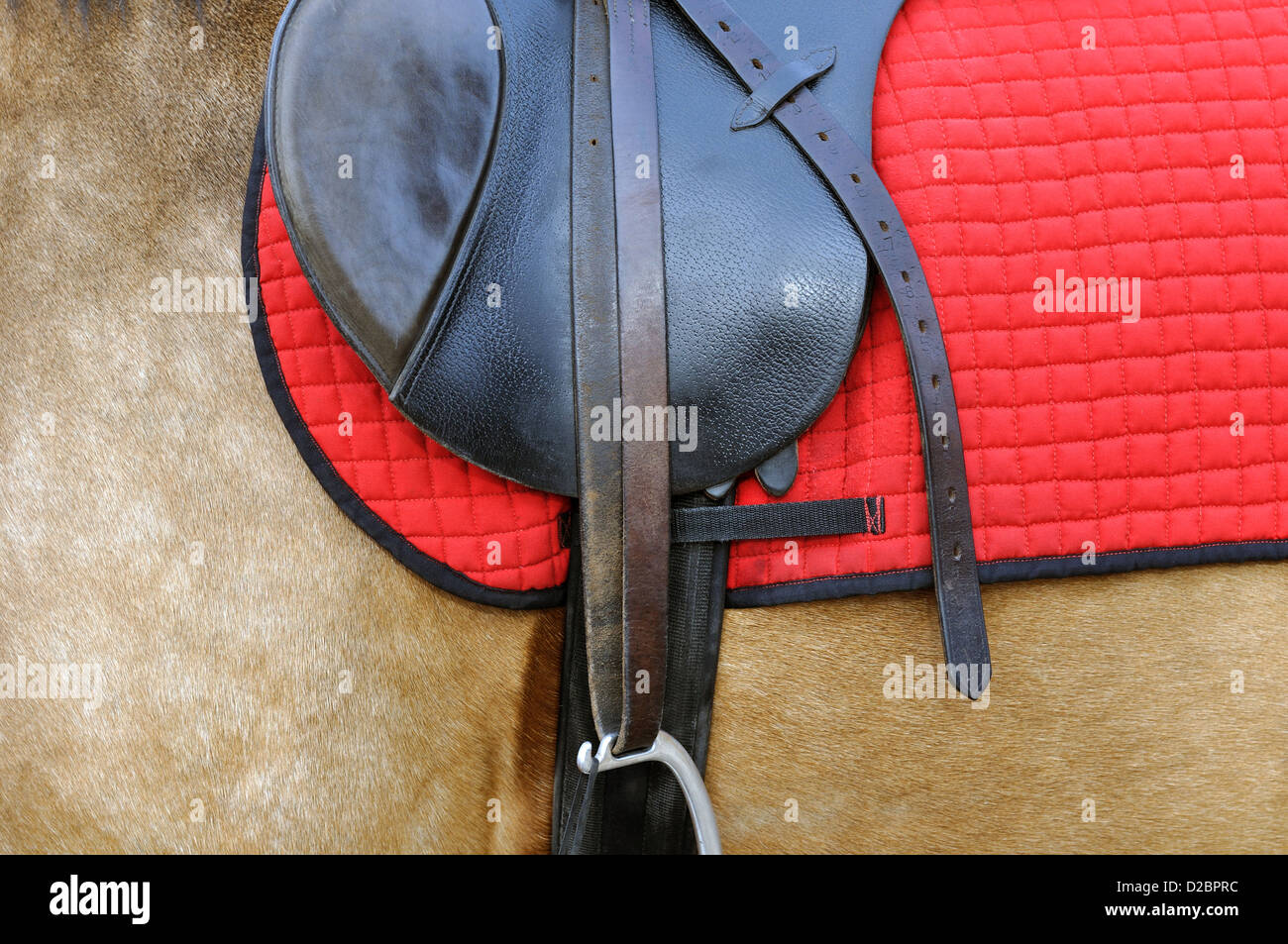 close up of a horse harness Stock Photo