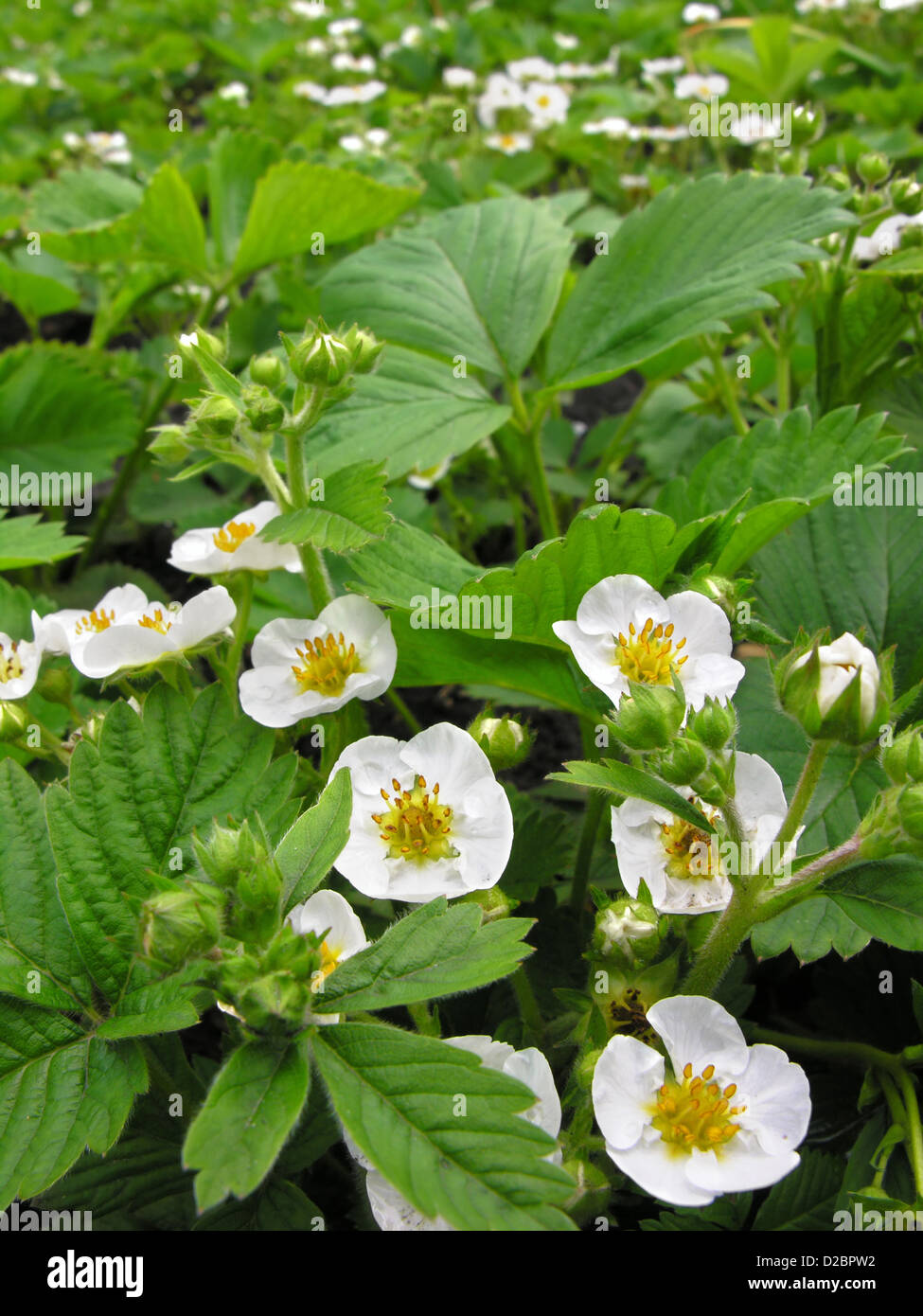 blooming strawberry in the vegetable garden Stock Photo - Alamy