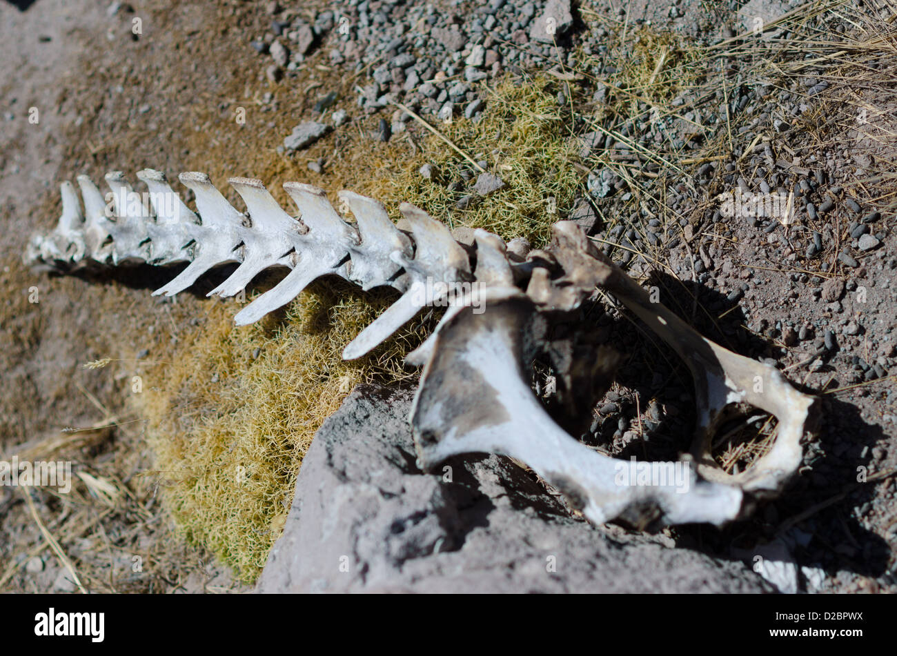 Moss Covered Rocks In Lauca National Park Chile Stock Photo Alamy Moss Covered Rocks In Lauca National Park Chile Stock Photo Alamy