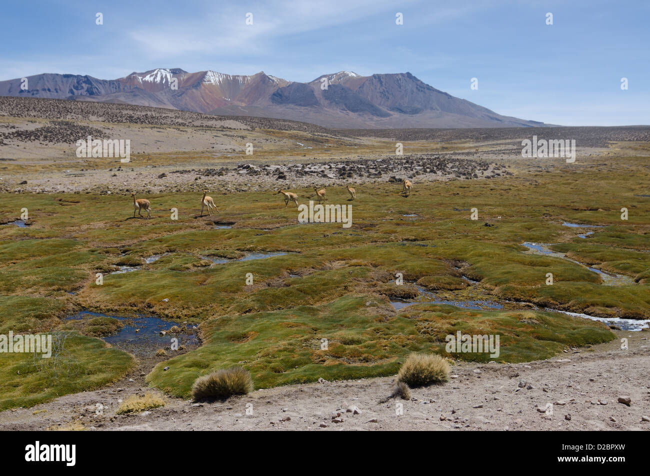 Vicunas in Lauca National Park, Chile Stock Photo