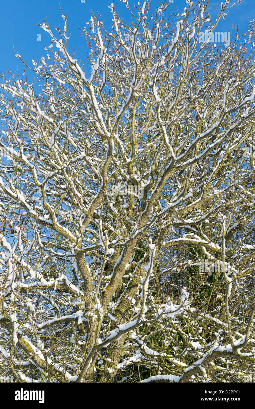 Tree branhes covered in snow against blue sky, Stock Photo