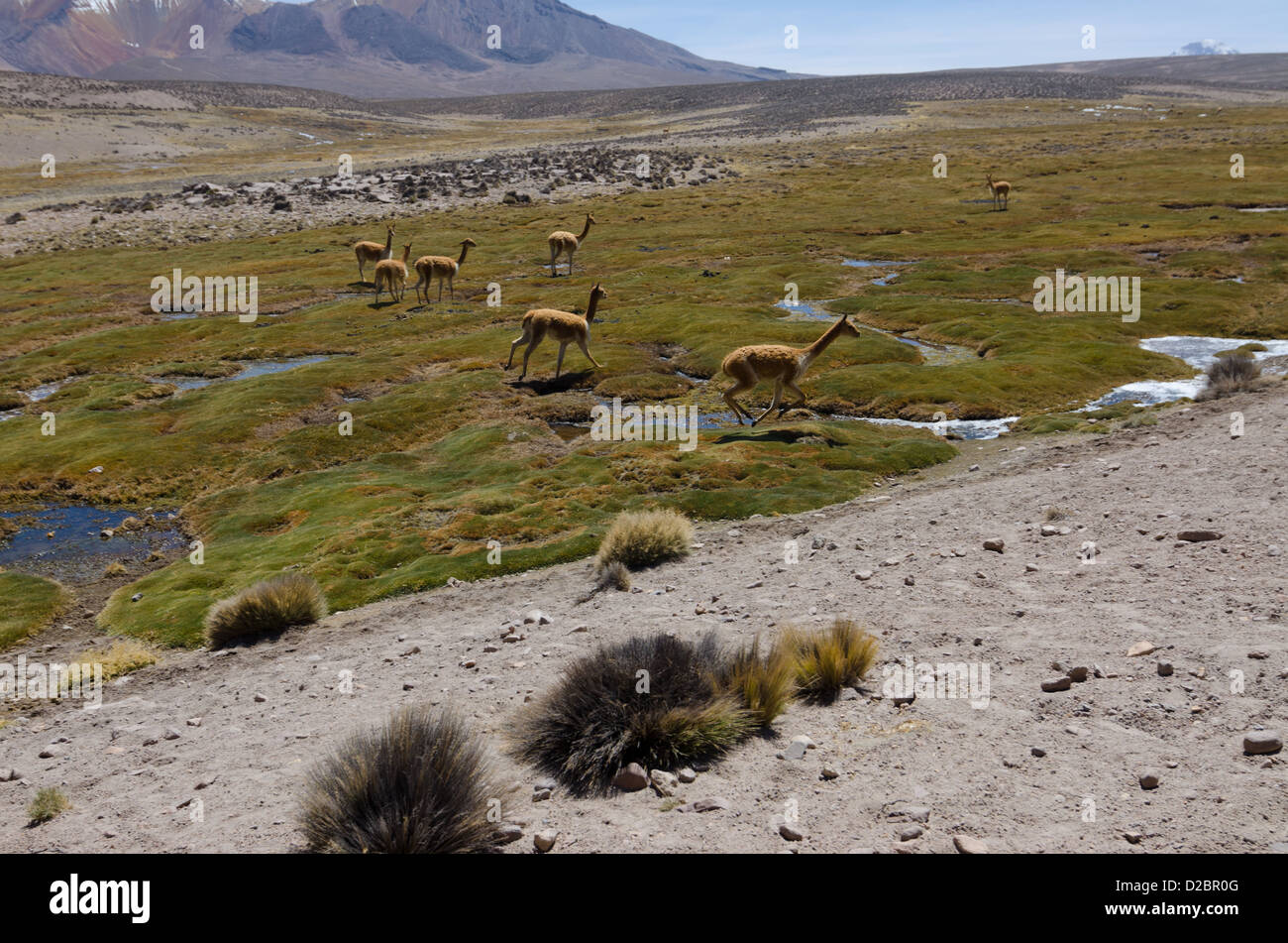 Vicunas in Lauca National Park, Chile Stock Photo