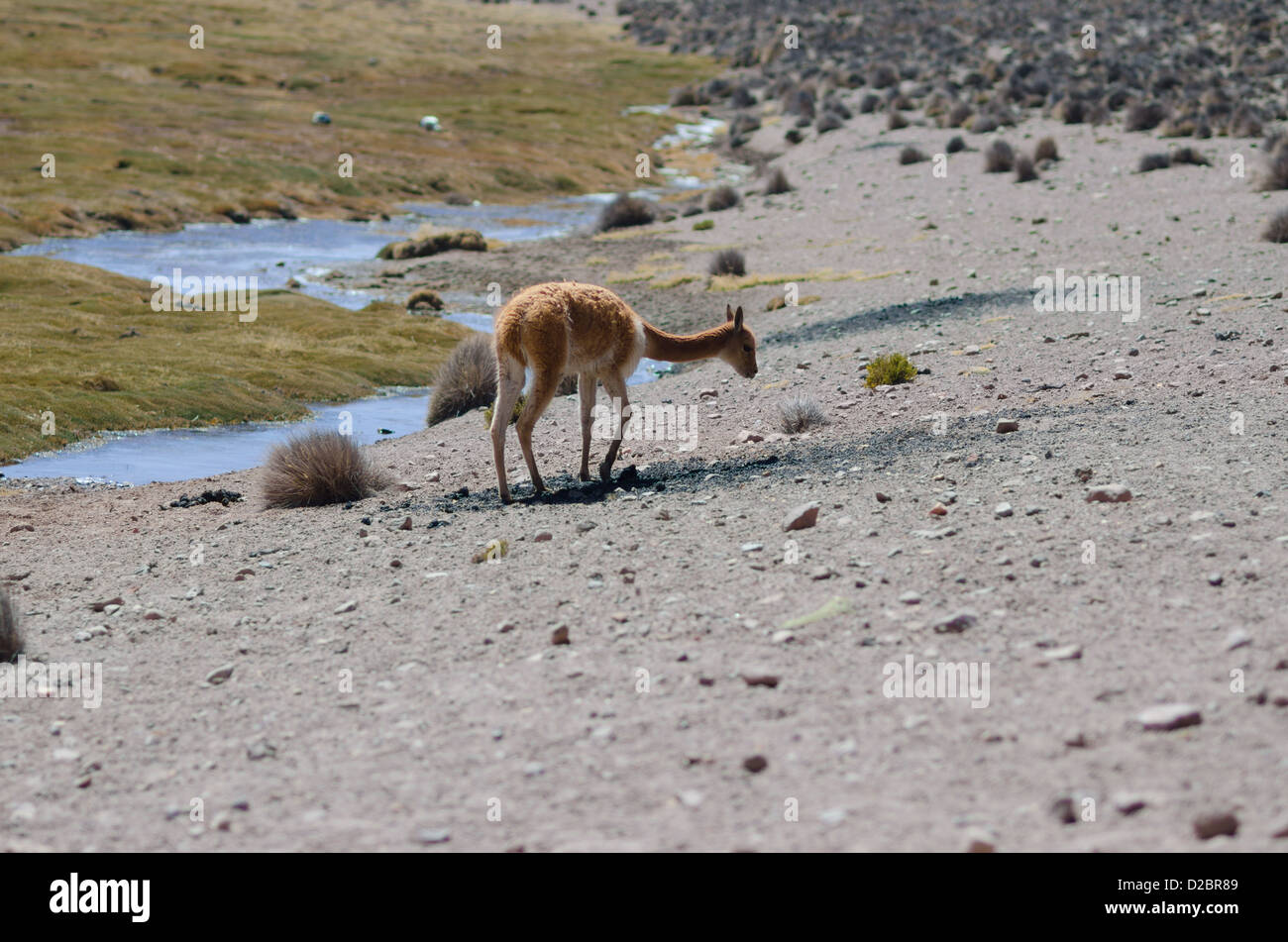 Vicunas in Lauca National Park, Chile Stock Photo