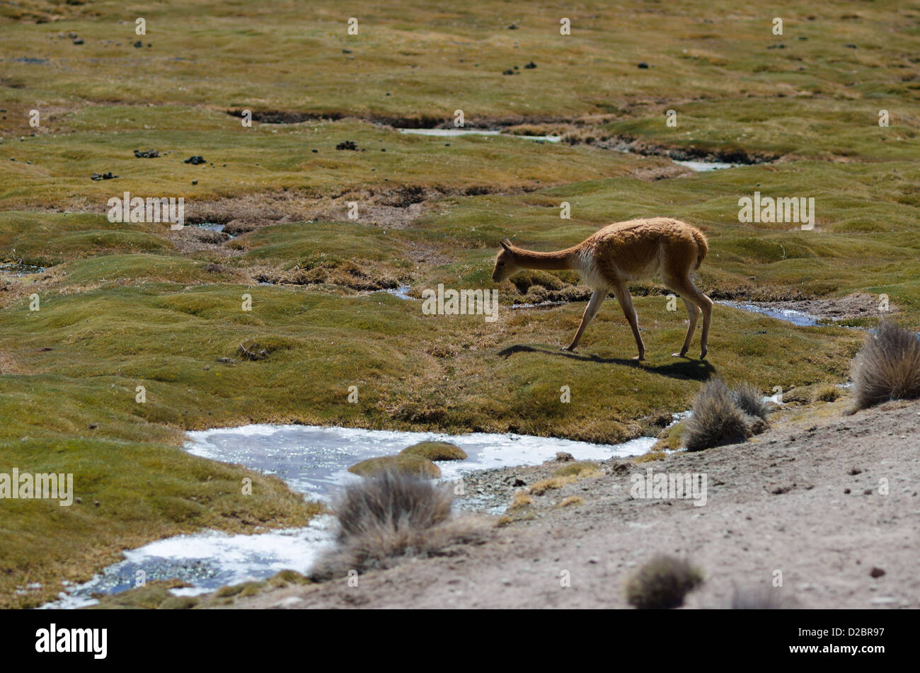 Vicunas in Lauca National Park, Chile Stock Photo