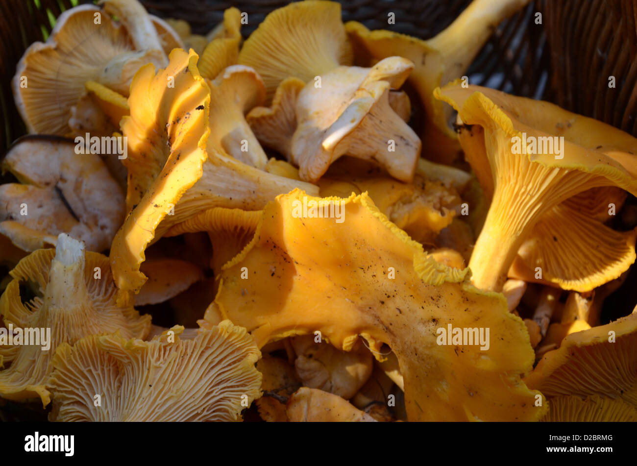 Yellow chanterelle, mushrooms Stock Photo