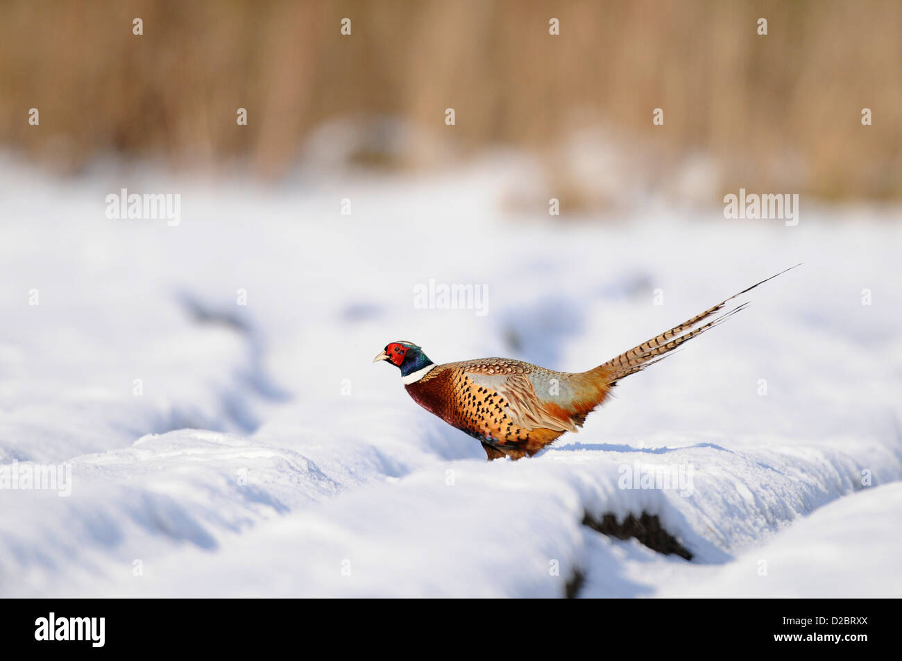 Common Pheasant (Phasianus colchicus) male on snow covered field, England, January Stock Photo