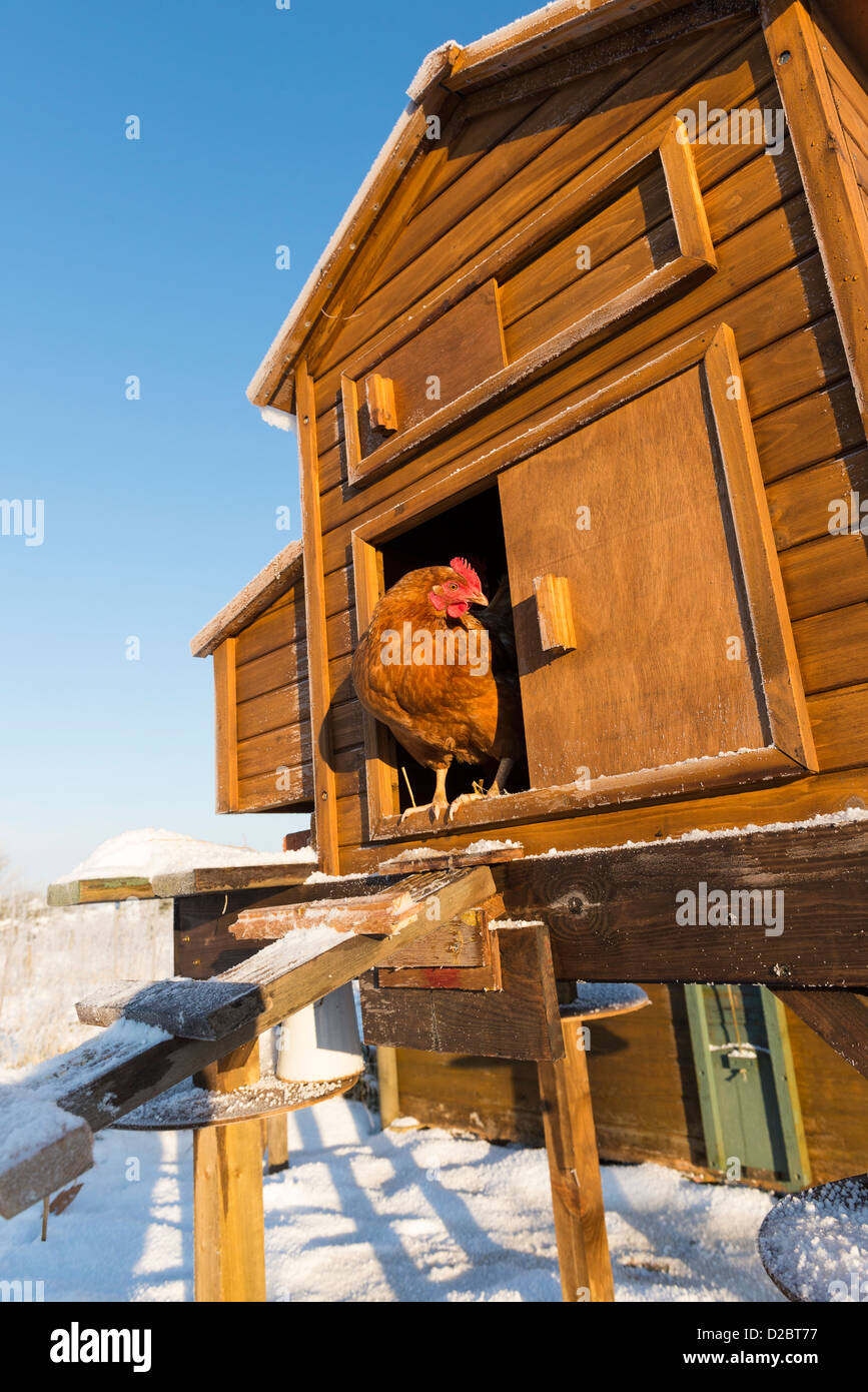 Domestic chickens emeging from coop on allotment Stock Photo