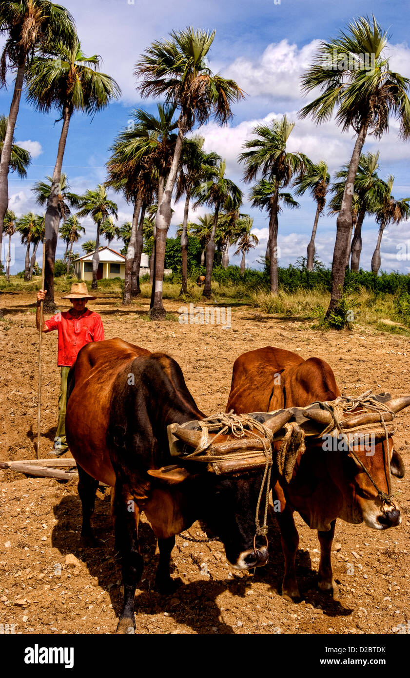 Old Fashioned Farming In Tobacco Fields In Sierra Del Rosario Mountains With Oxen Plowing Fields. Cuba Stock Photo