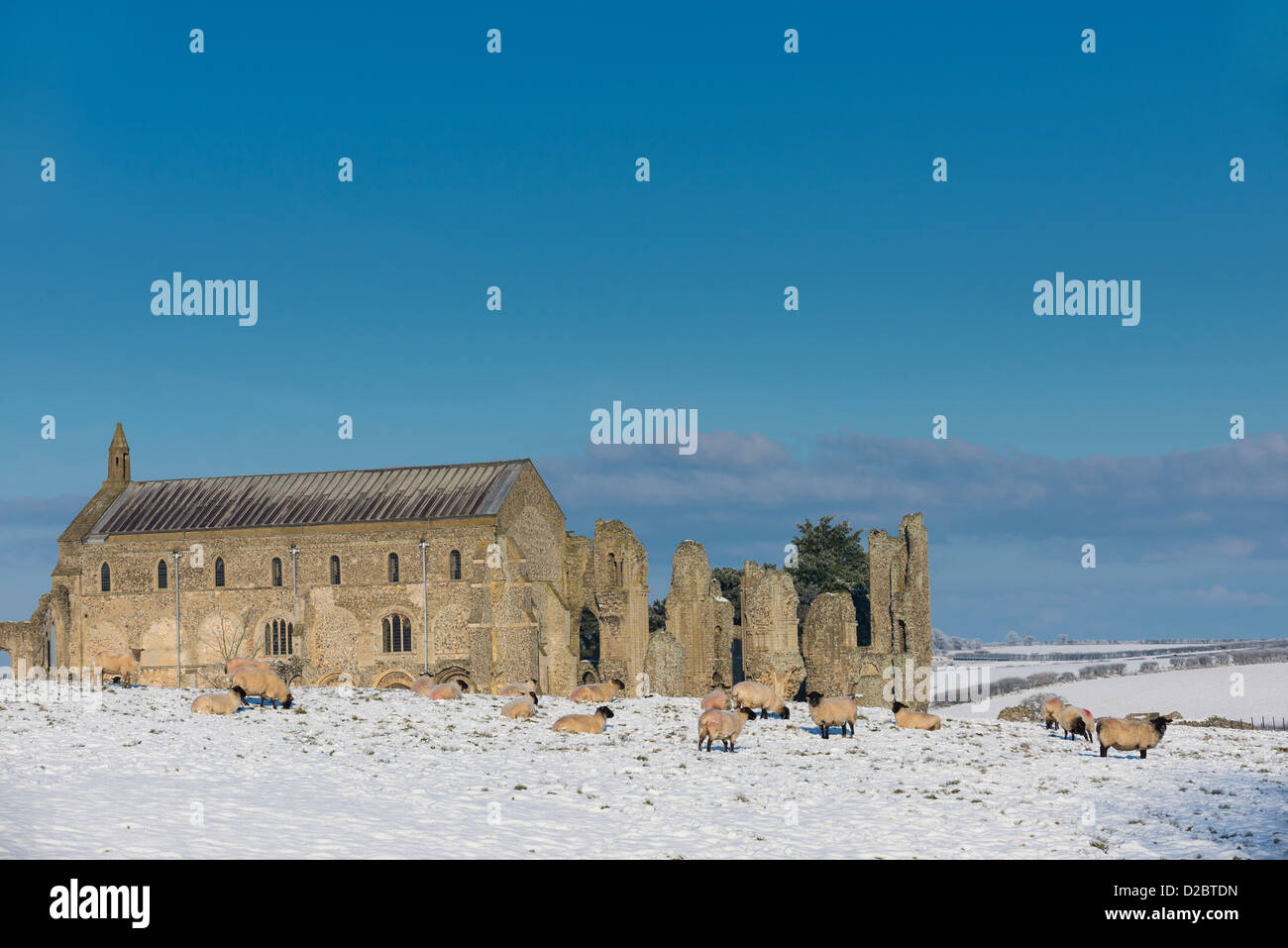 Sheep grazing on snow covered field, with Binham priory in background, Norfolk, England, January Stock Photo