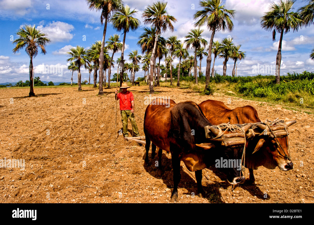 Old Fashioned Farming In Tobacco Fields In Sierra Del Rosario Mountains With Oxen Plowing Fields. Cuba Stock Photo