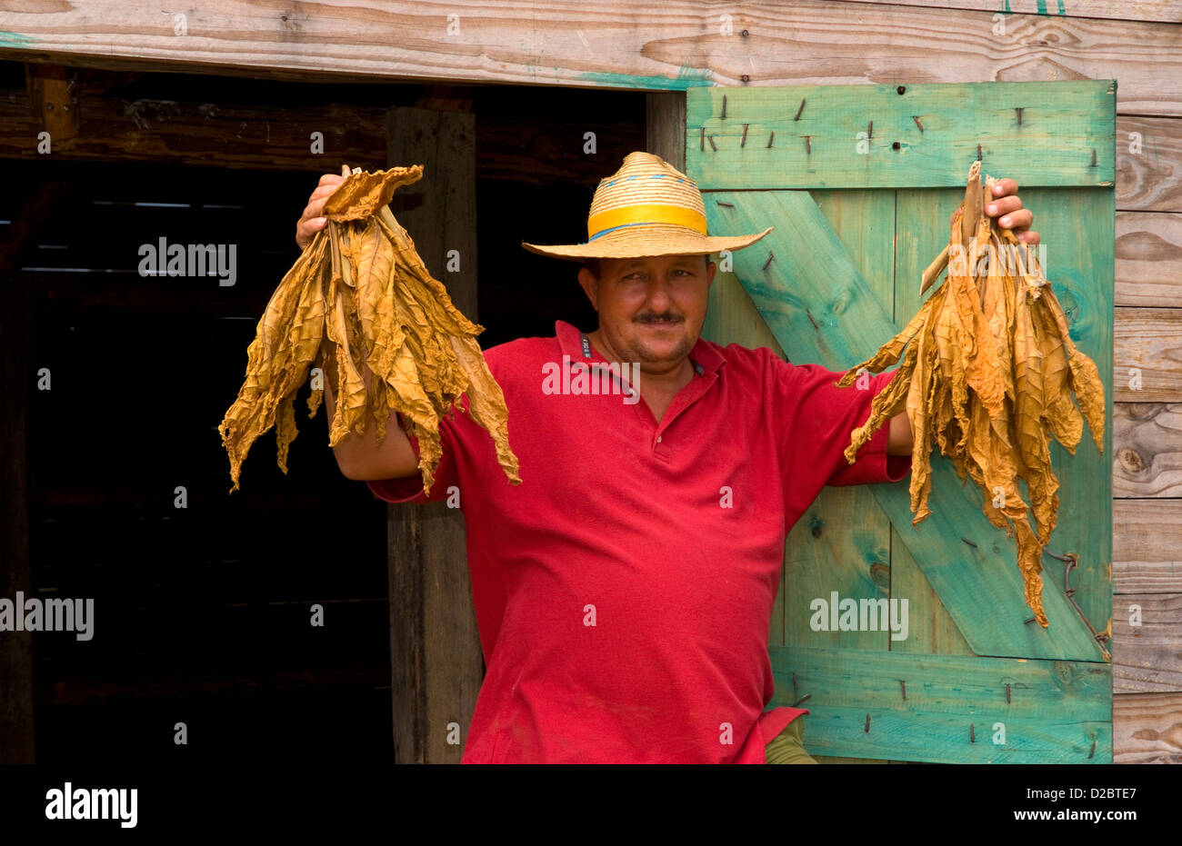Farmer Near Barn To Dry Tobacco In Tobacco Fields In Primitive Methods In Sierra Del Rosario, Cuba Stock Photo