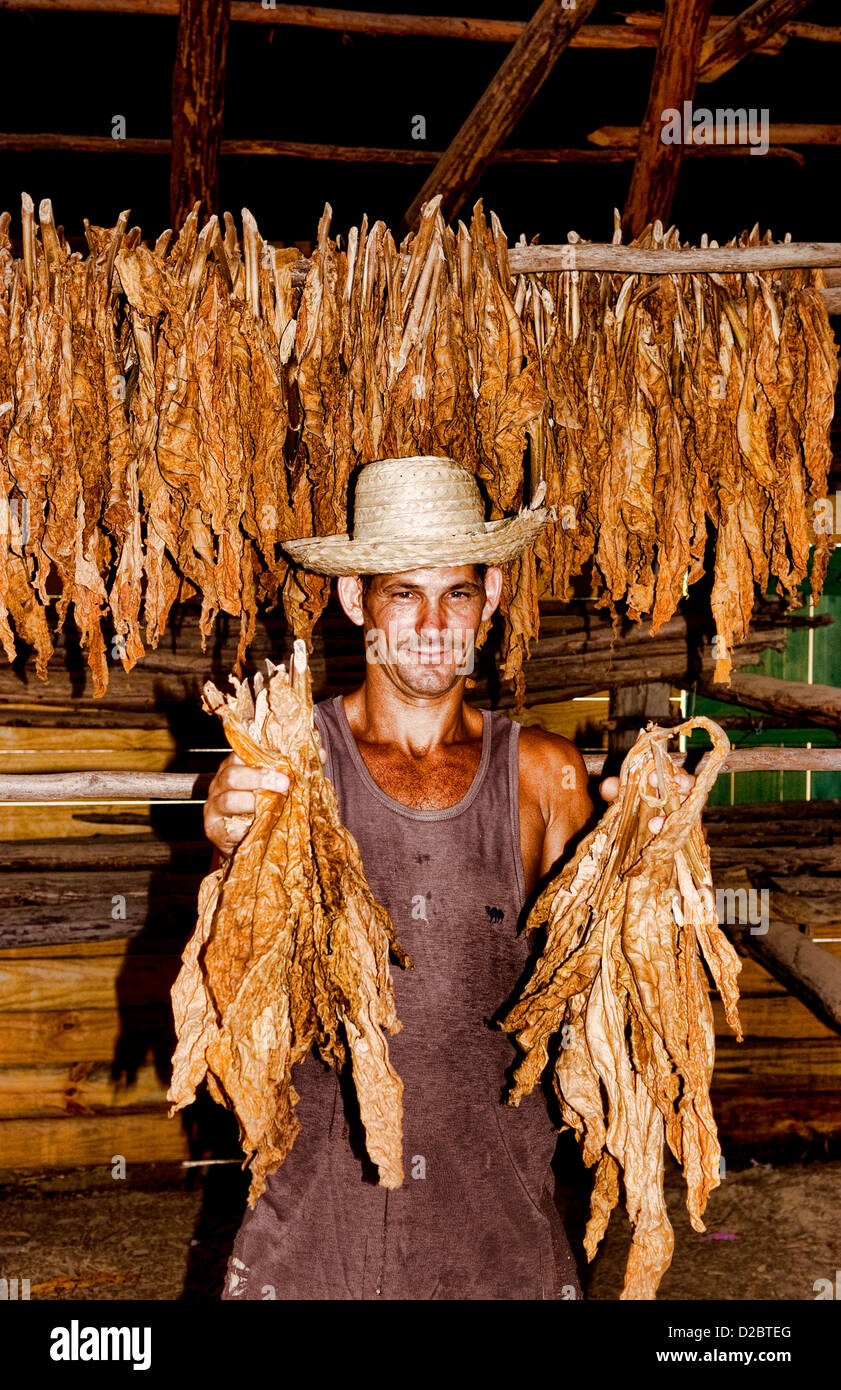 Farmer Near Barn To Dry Tobacco In Tobacco Fields In Sierra Del Rosario, Cuba Stock Photo