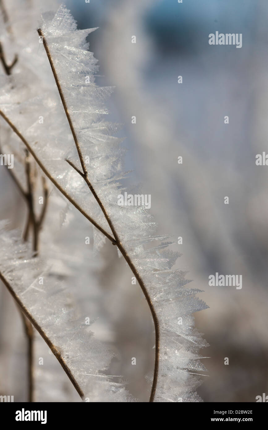 Frost encrusted twigs in hedgerow, England, January Stock Photo