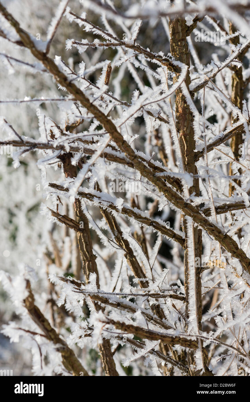 Frost encrusted twigs in hedgerow, England, January Stock Photo