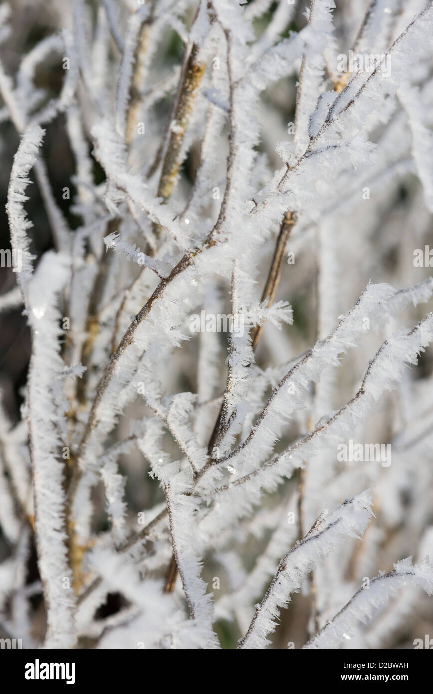 Frost encrusted twigs in hedgerow, England, January Stock Photo