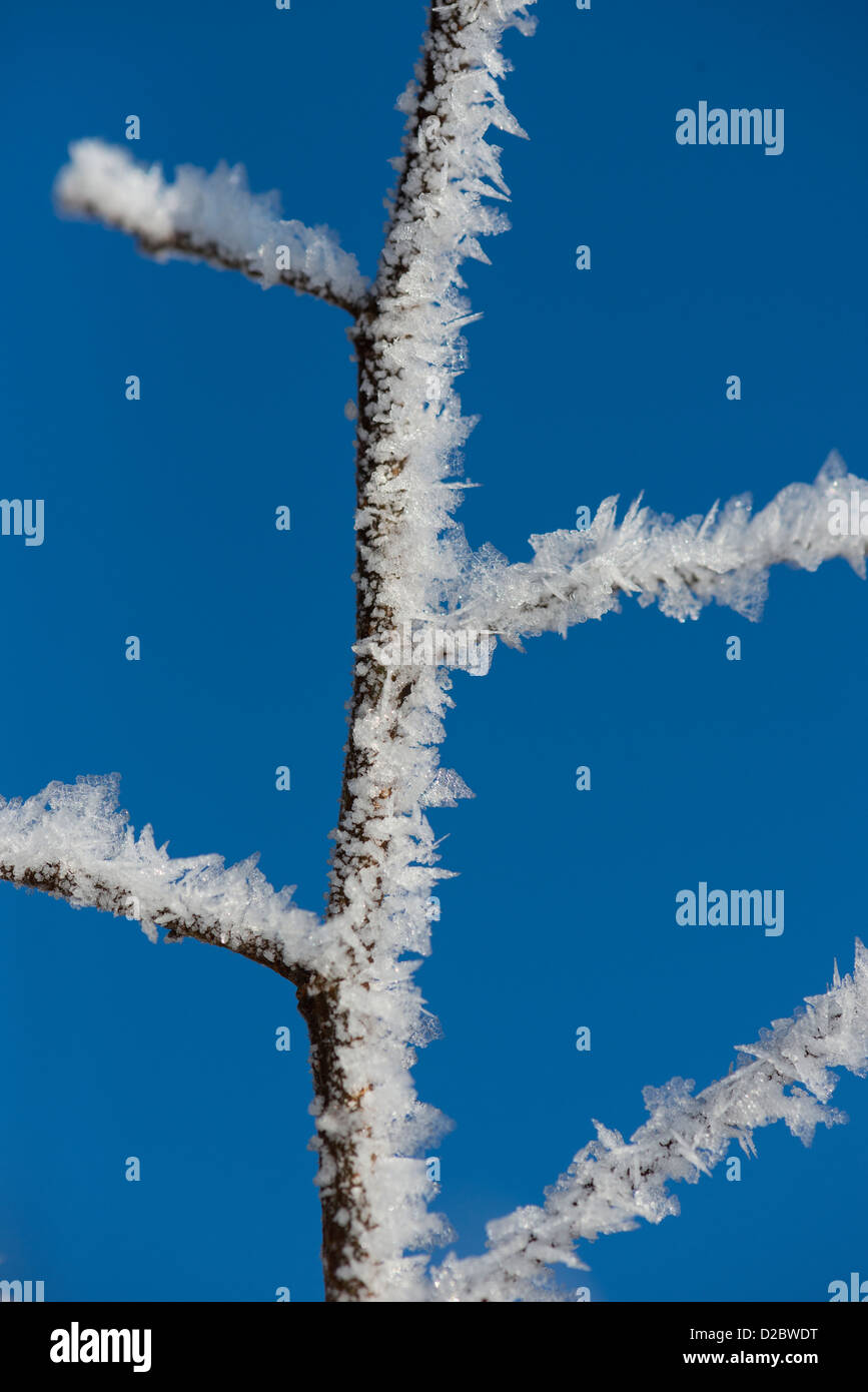Frost encrusted twig against blue sky, England, January Stock Photo