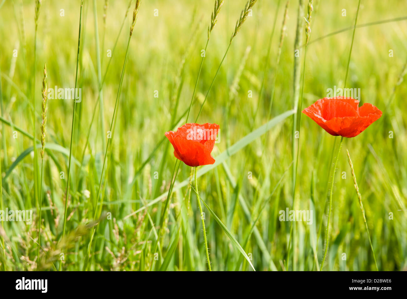 Poppies on summer meadow hi-res stock photography and images - Alamy