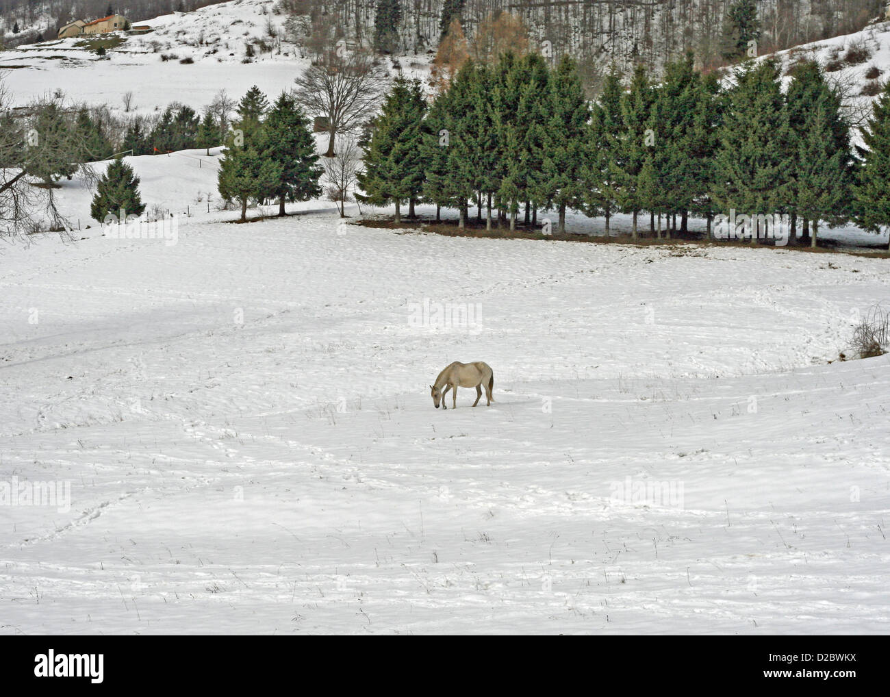 solitary white horse through the snow on a cold winter in search of grass to eat Stock Photo