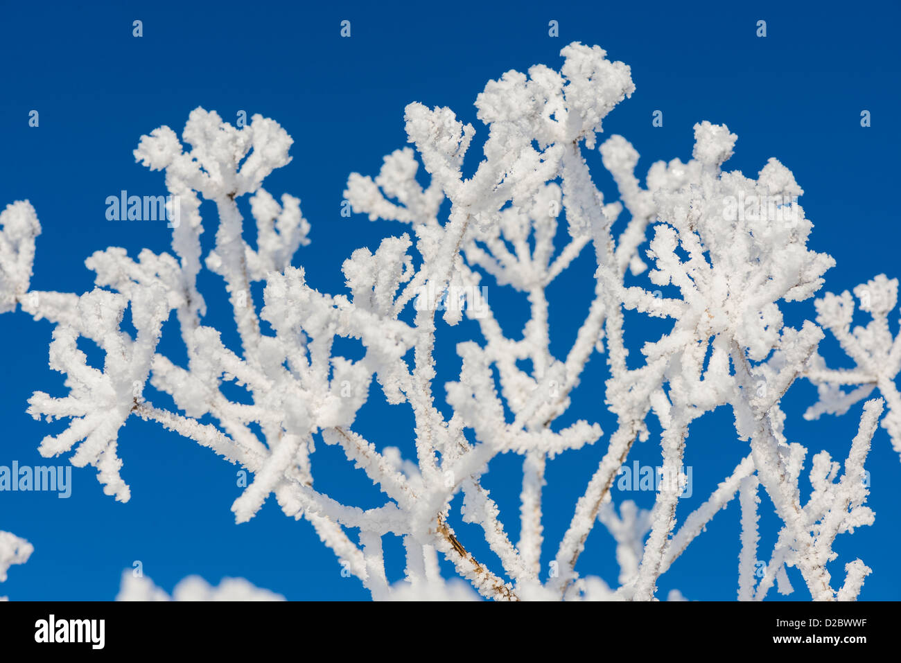 Frost encrusted Umbelliferae species, against blue sky, England, January Stock Photo