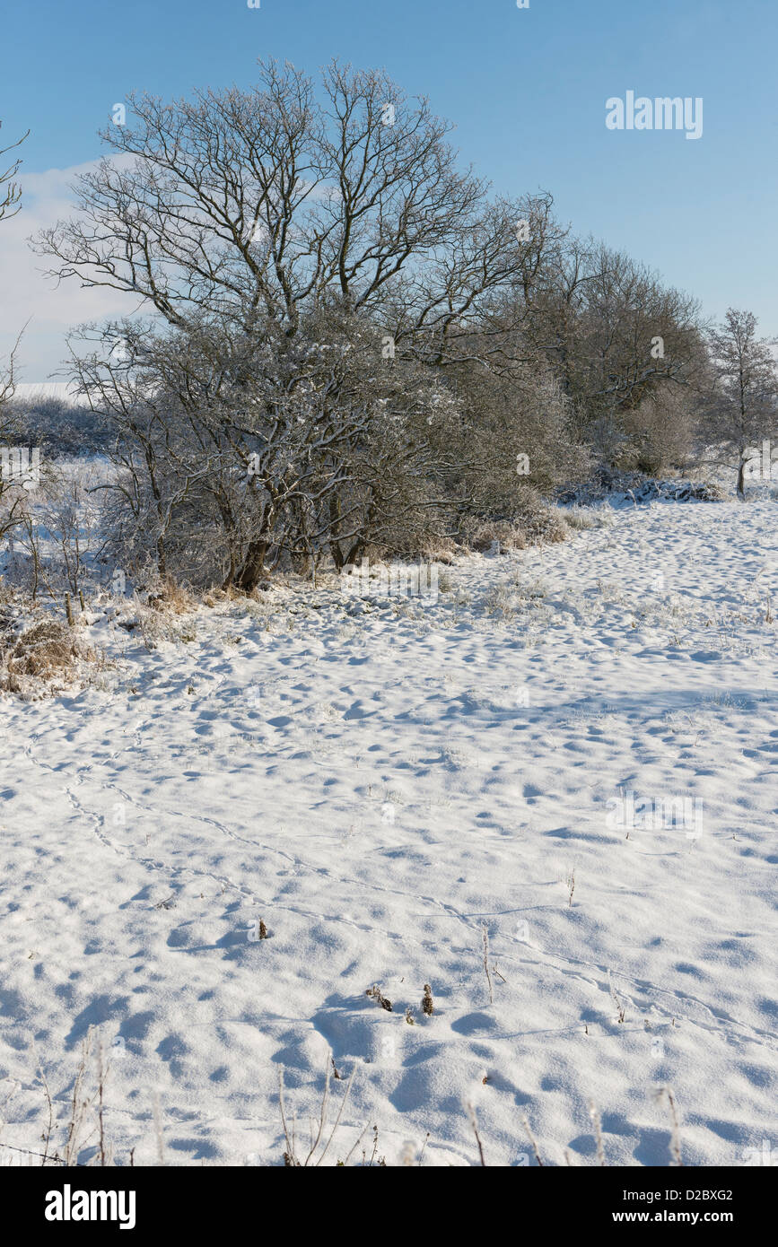 Snow covered pasture, (Barn Owl habitat), Norfolk, England, January Stock Photo