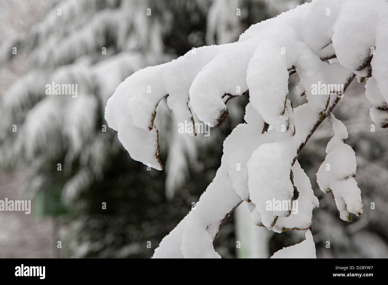 Snow laden branches, UK Stock Photo