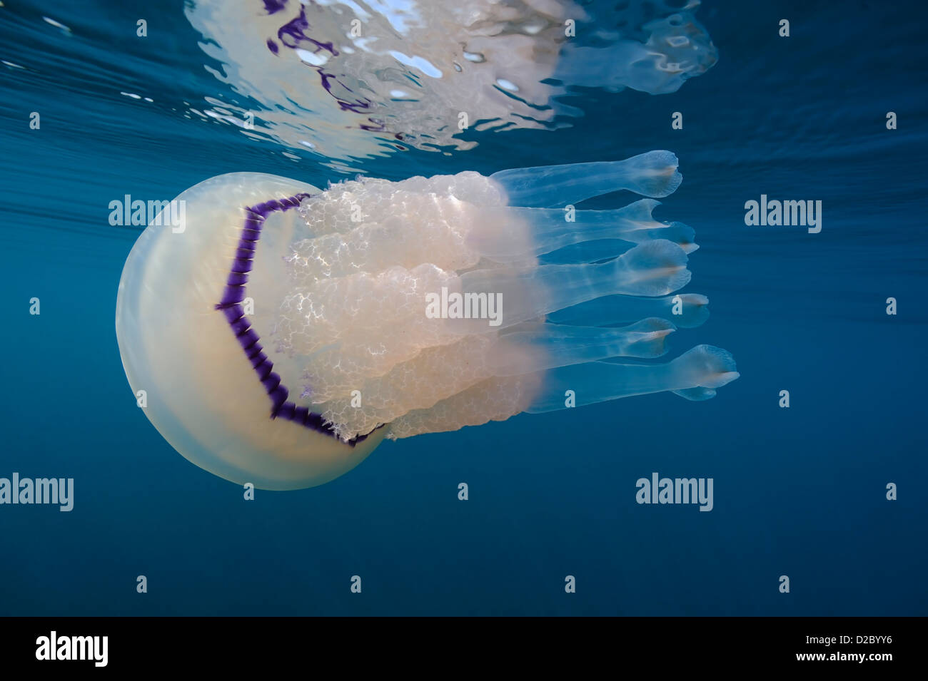 Underwater View Of Jellyfish Swimming Near The Surface Rhizostoma 
